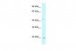 Twist1 antibody - N-terminal region